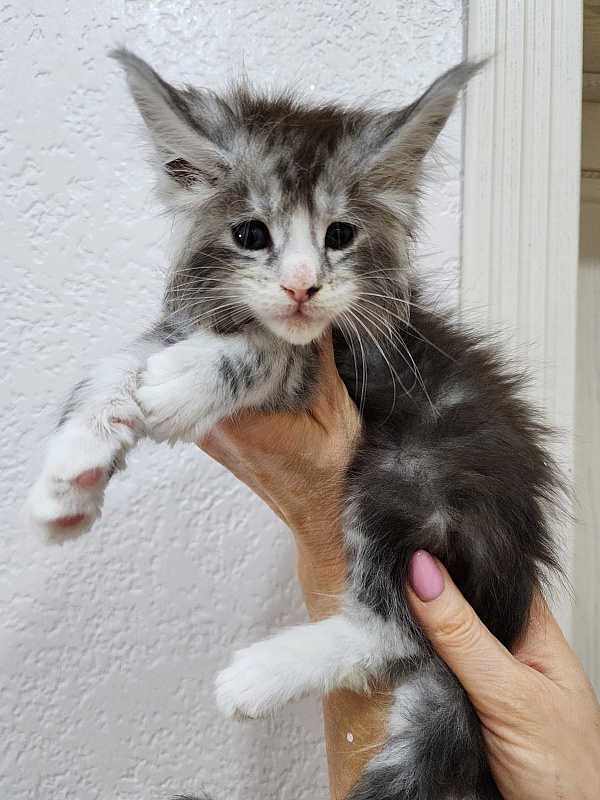 Quico Akbars - Kitten maine-coon 1 month 1 week