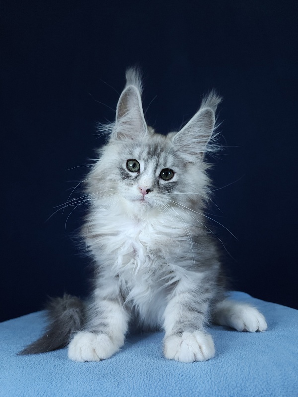 Quico Akbars - Kitten maine-coon 2 months