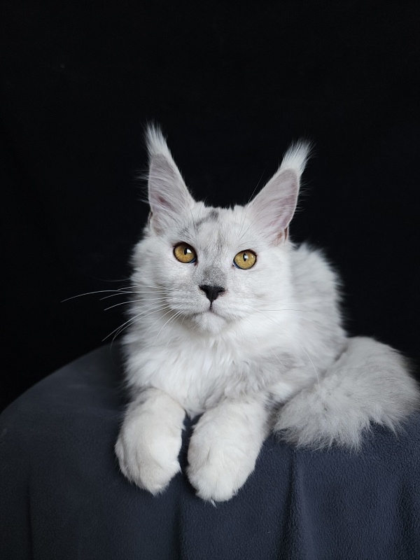 Quilla Akbars - Kitten maine-coon 5 months 1.5 week