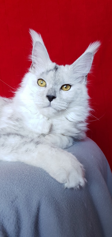 Quilla Akbars - Junior maine-coon 7 months 1 week