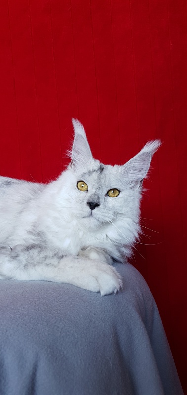 Quilla Akbars - Junior maine-coon 7 months 1 week