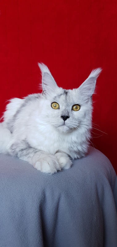 Quilla Akbars - Junior maine-coon 7 months 1 week
