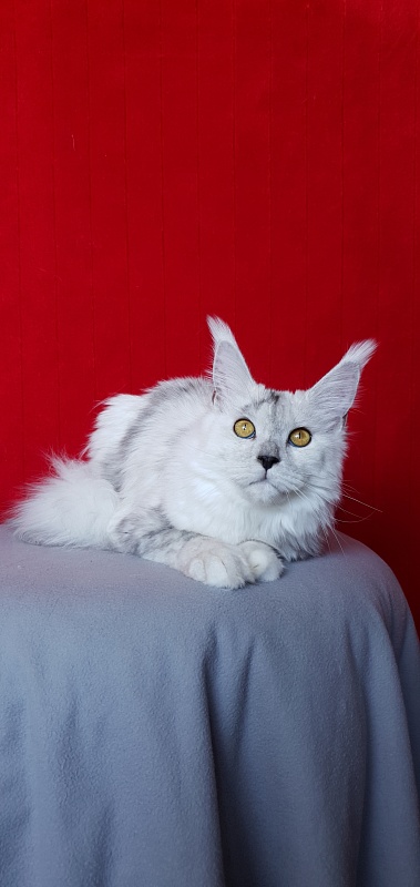 Quilla Akbars - Junior maine-coon 7 months 1 week