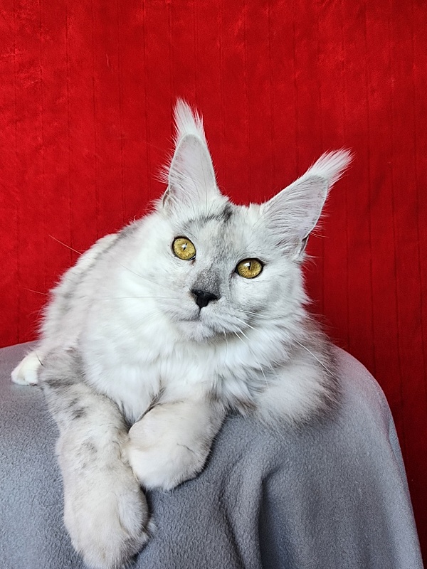 Quilla Akbars - Junior maine-coon 7 months 1.5 week