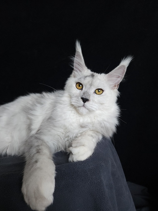 Quilla Akbars - Kitten maine-coon 5 months 1.5 week