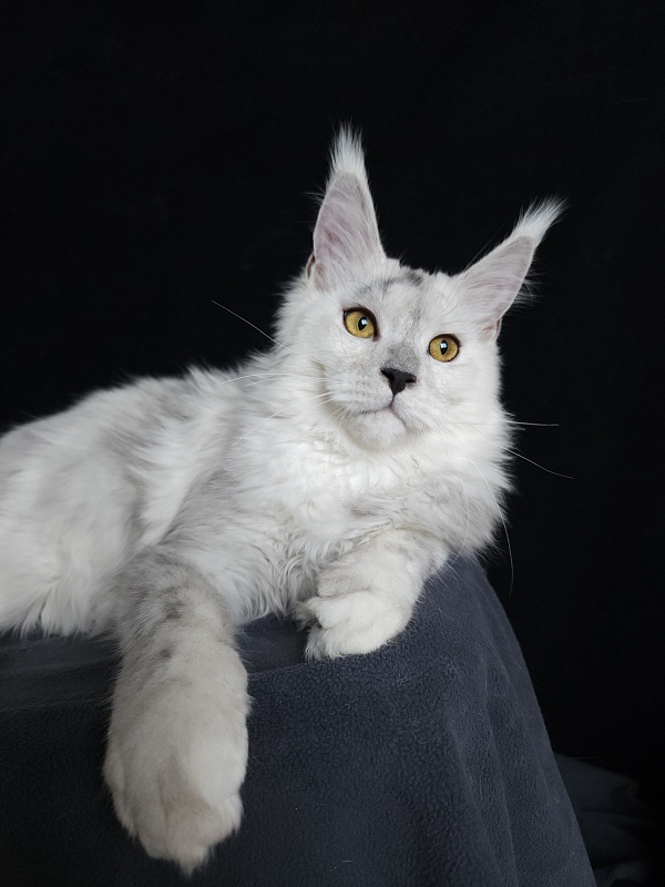 Quilla Akbars - Kitten maine-coon 5 months 1.5 week