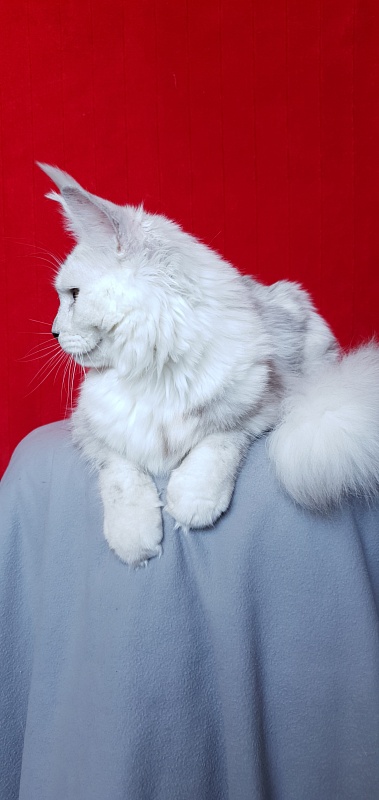 Quilla Akbars - Junior maine-coon 7 months 1 week