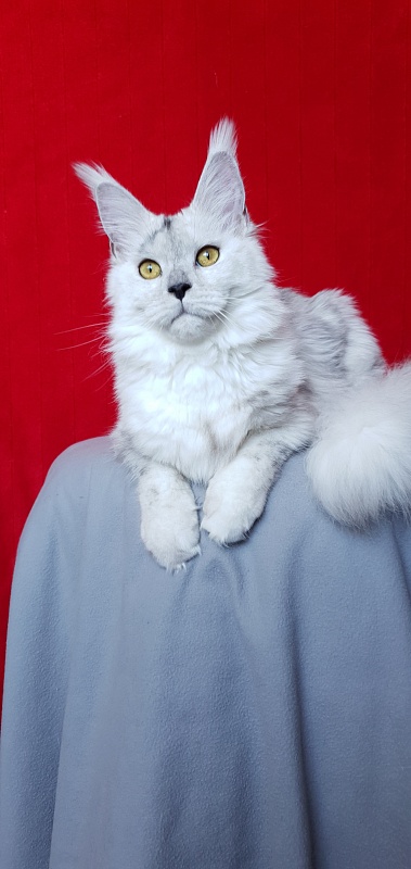 Quilla Akbars - Junior maine-coon 7 months 1 week