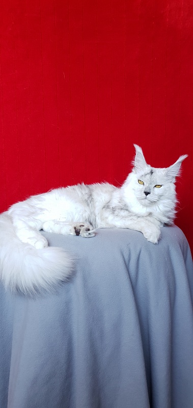 Quilla Akbars - Junior maine-coon 7 months 1 week