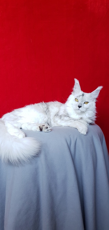 Quilla Akbars - Junior maine-coon 7 months 1 week