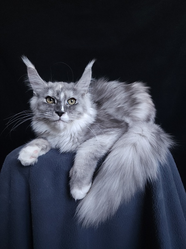 Q*Zvezda Akbars - Kitten maine-coon 5 months 2.5 weeks