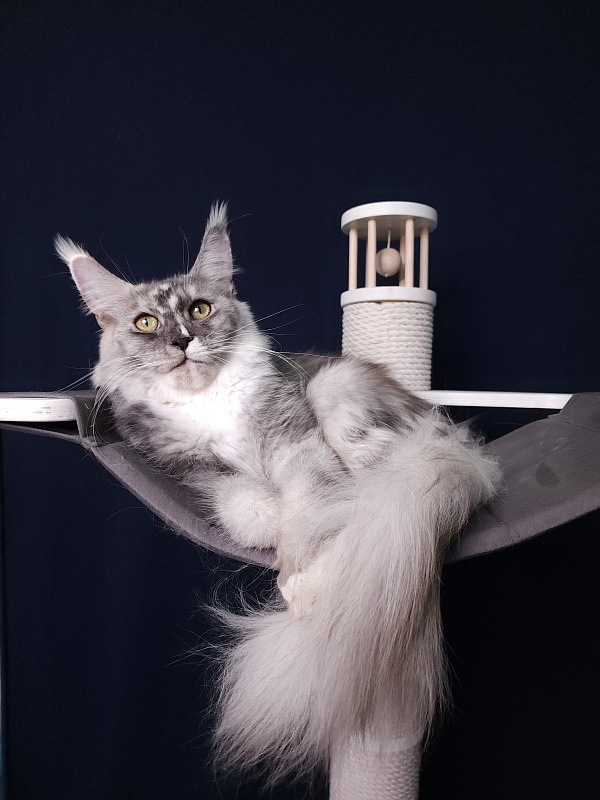 Q*Zvezda Akbars - Adult maine-coon 11 months 3 weeks