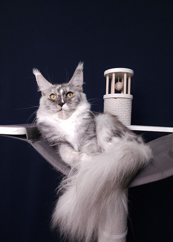 Q*Zvezda Akbars - Adult maine-coon 11 months 3 weeks