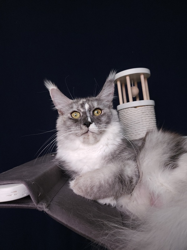 Q*Zvezda Akbars - Adult maine-coon 11 months 3 weeks