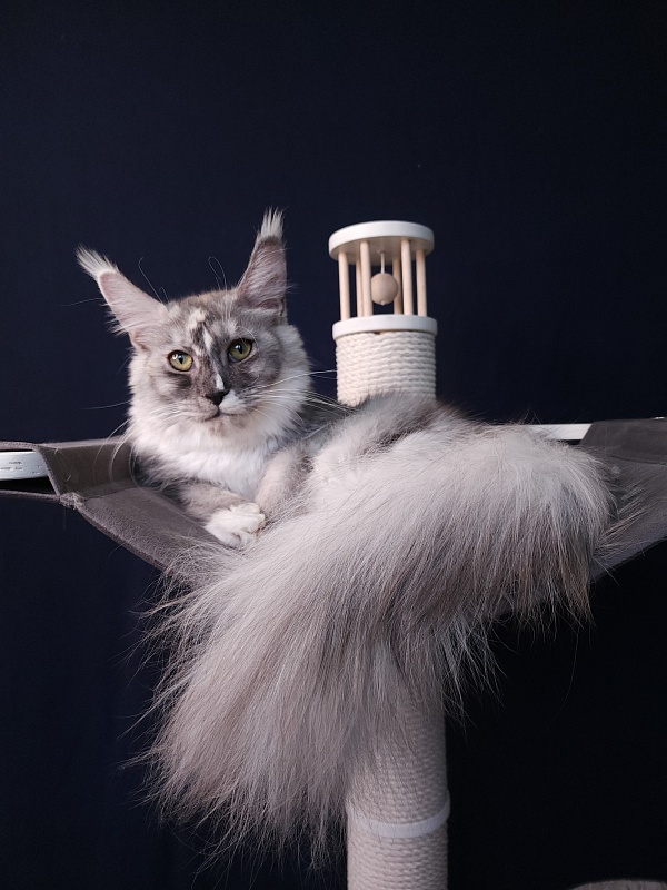 Q*Zvezda Akbars - Adult maine-coon 11 months 3 weeks
