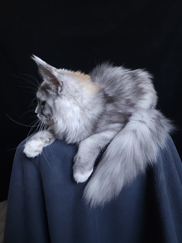 Q*Zvezda Akbars - Kitten maine-coon 5 months 2.5 weeks