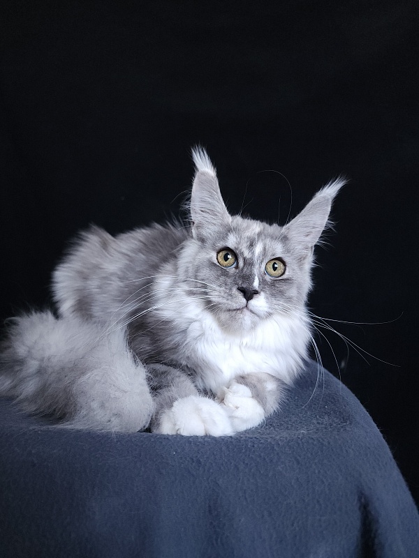 Q*Zvezda Akbars - Kitten maine-coon 5 months 2.5 weeks
