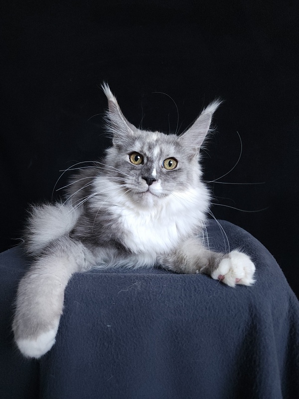 Q*Zvezda Akbars - Kitten maine-coon 5 months 2.5 weeks