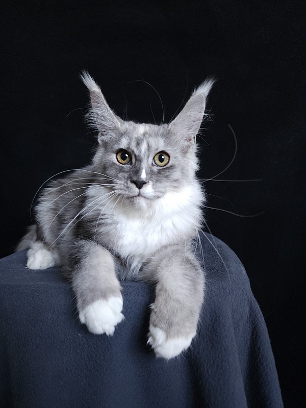 Q*Zvezda Akbars - Kitten maine-coon 5 months 2.5 weeks