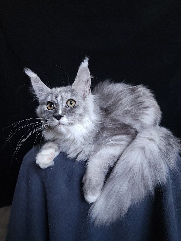 Q*Zvezda Akbars - Kitten maine-coon 5 months 2.5 weeks