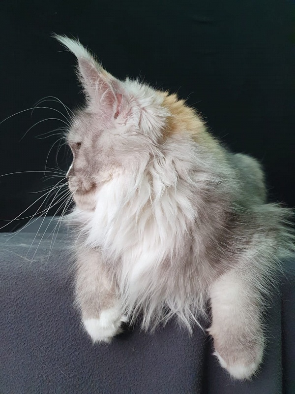 Q*Zvezda Akbars - Adult maine-coon 1 year 4 months 3 weeks