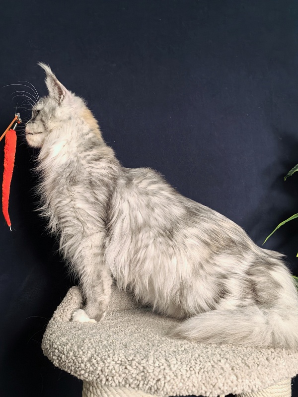 Q*Zvezda Akbars - Adult maine-coon 1 year 6 months 1.5 week