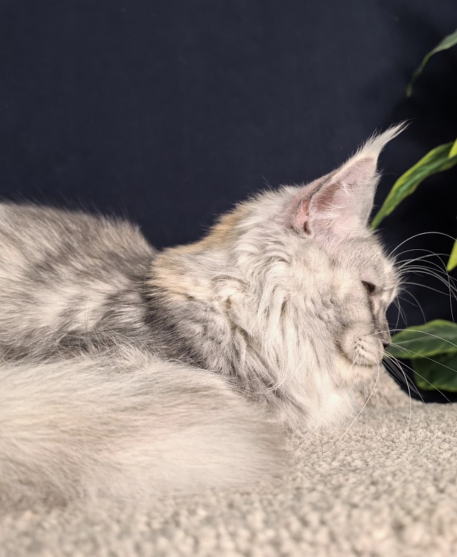 Q*Zvezda Akbars - Adult maine-coon 1 year 6 months 1.5 week