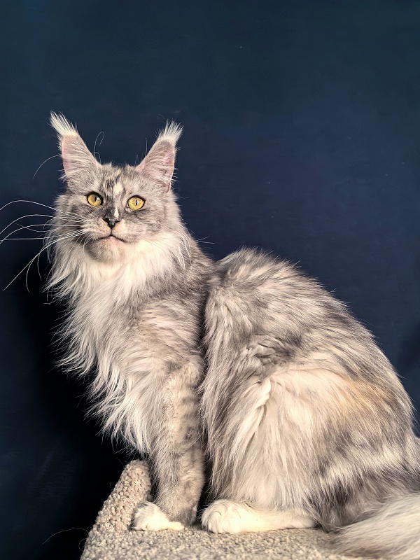 Q*Zvezda Akbars - Adult maine-coon 1 year 6 months 1.5 week