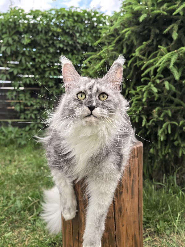 Q*Zvezda Akbars - Adult maine-coon 1 year 6 months 4 weeks