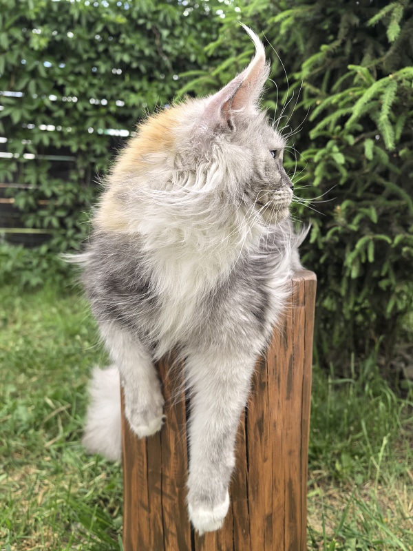 Q*Zvezda Akbars - Adult maine-coon 1 year 6 months 4 weeks