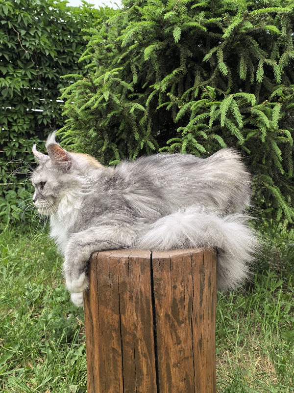 Q*Zvezda Akbars - Adult maine-coon 1 year 6 months 4 weeks