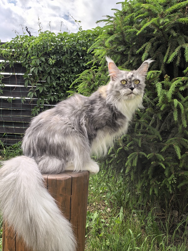 Q*Zvezda Akbars - Adult maine-coon 1 year 6 months 4 weeks