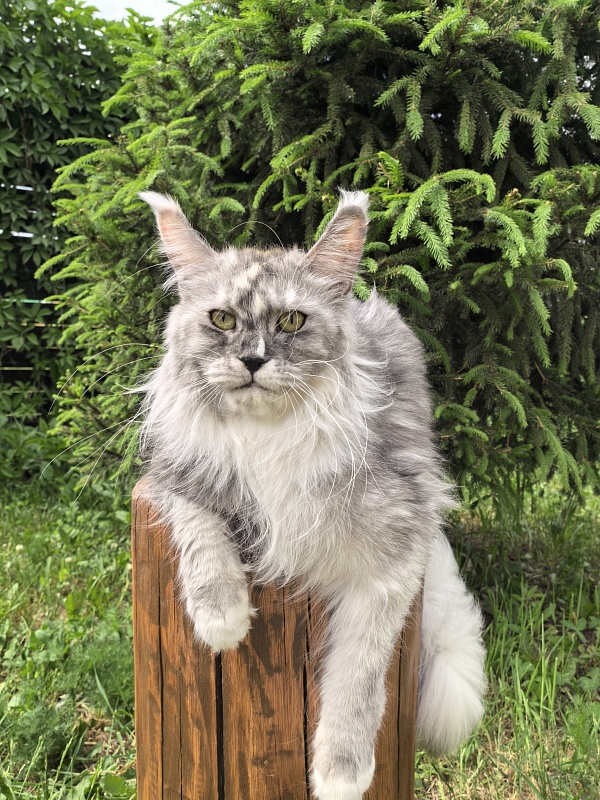 Q*Zvezda Akbars - Adult maine-coon 1 year 6 months 4 weeks