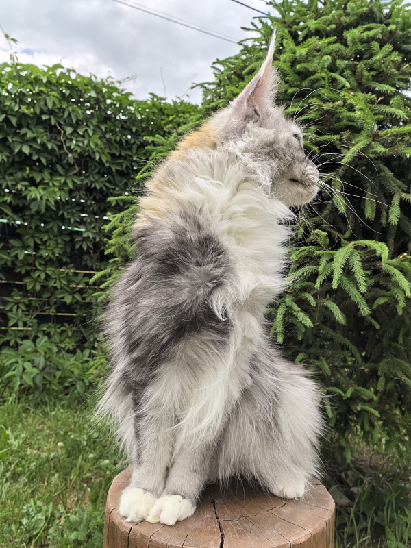 Q*Zvezda Akbars - Adult maine-coon 1 year 6 months 4 weeks