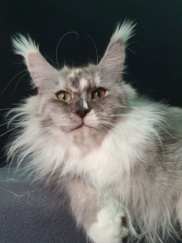 Q*Zvezda Akbars - Adult maine-coon 1 year 4 months 3 weeks
