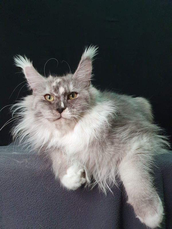 Q*Zvezda Akbars - Adult maine-coon 1 year 4 months 3 weeks
