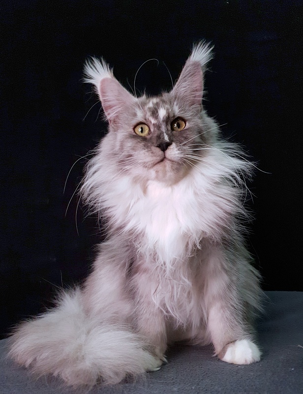 Q*Zvezda Akbars - Adult maine-coon 1 year 4 months 3 weeks