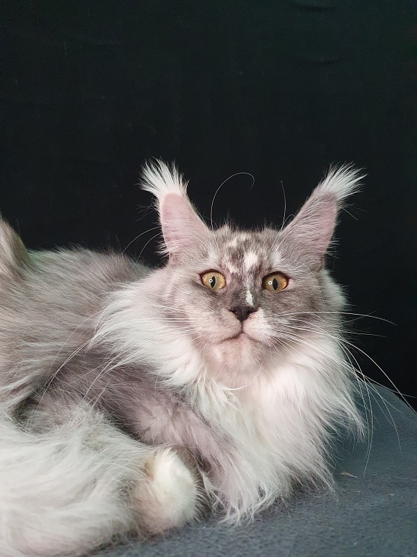 Q*Zvezda Akbars - Adult maine-coon 1 year 4 months 3 weeks