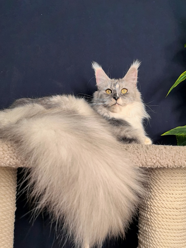 Q*Zvezda Akbars - Adult maine-coon 1 year 6 months 1.5 week