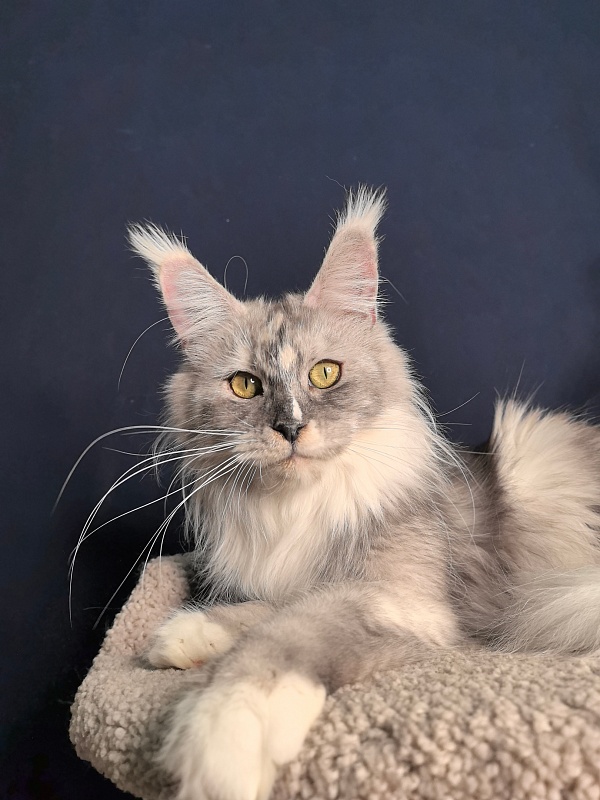 Q*Zvezda Akbars - Adult maine-coon 1 year 6 months 1.5 week
