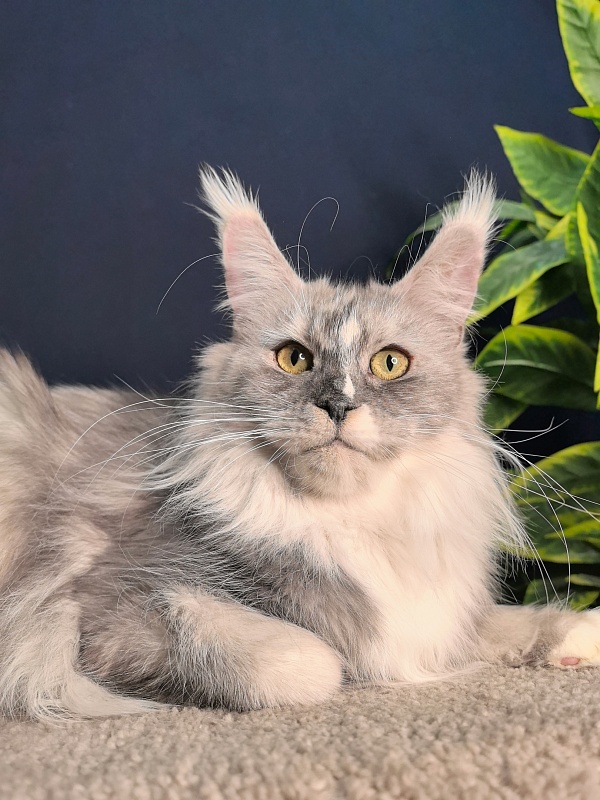Q*Zvezda Akbars - Adult maine-coon 1 year 6 months 1.5 week