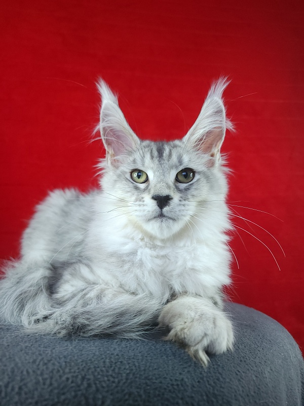 Qasim Akbars - Kitten maine-coon 3 months 3.5 weeks
