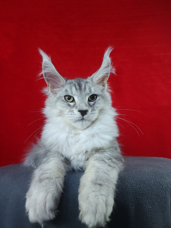 Qasim Akbars - Kitten maine-coon 3 months 3.5 weeks