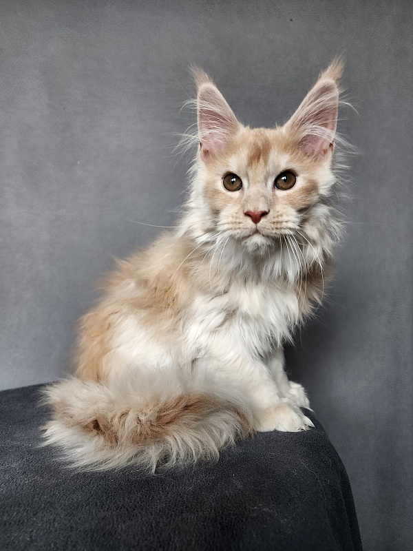 Yaki Cat  Akbars (polydactyl) 66/66 - Kitten maine-coon 2 months 3.5 weeks