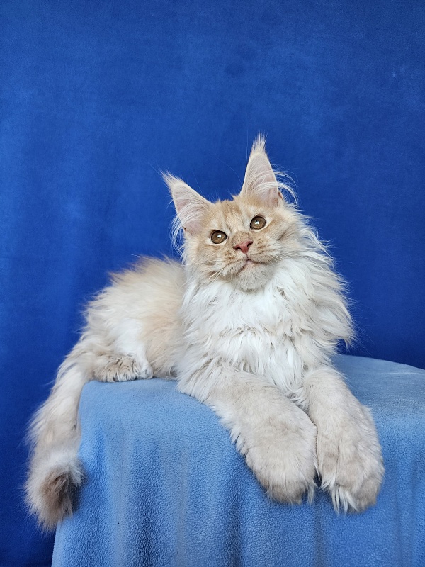 Yaki Cat  Akbars (polydactyl) 66/66 - Kitten maine-coon 3 months 3.5 weeks