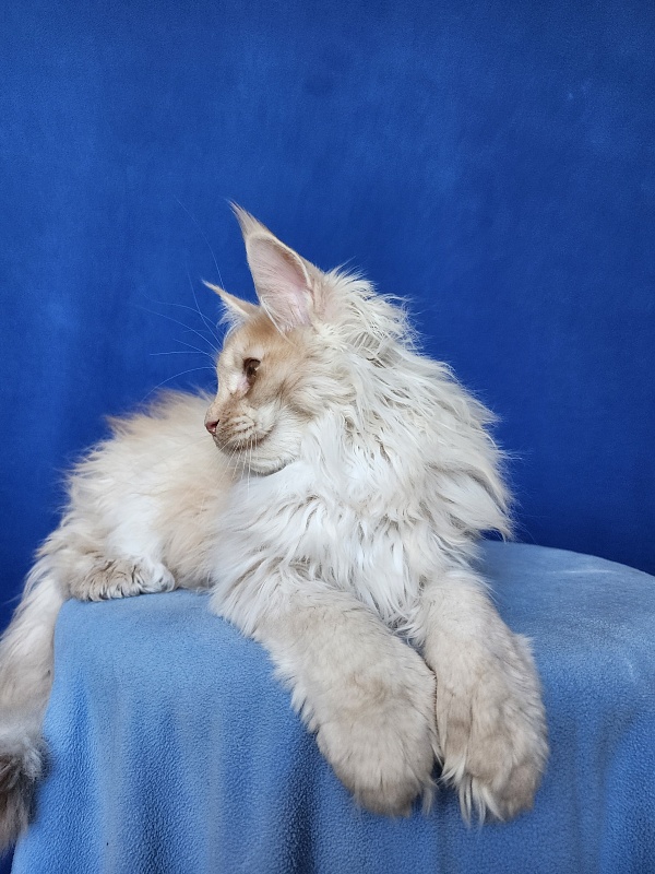 Yaki Cat  Akbars (polydactyl) 66/66 - Kitten maine-coon 3 months 3.5 weeks