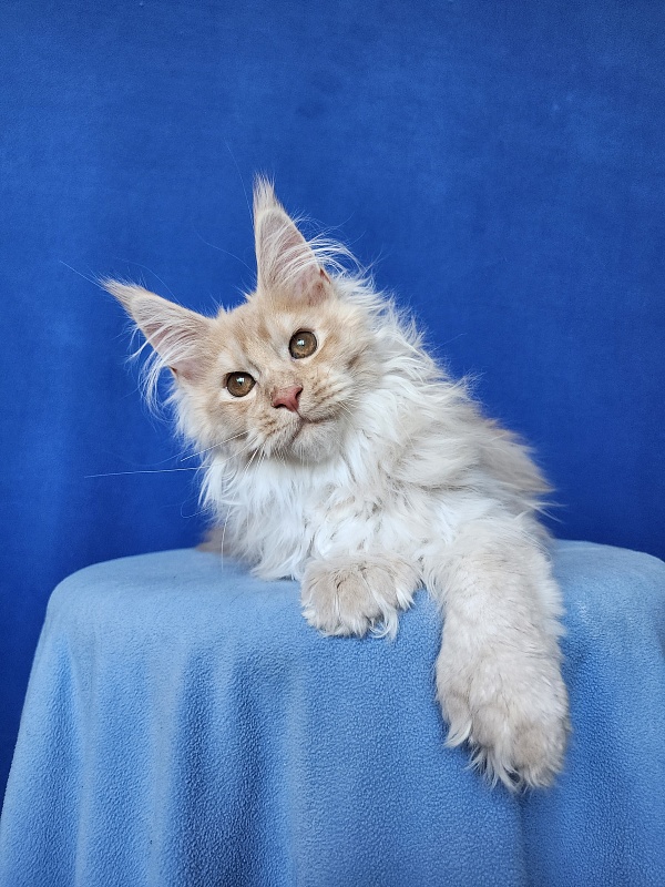 Yaki Cat  Akbars (polydactyl) 66/66 - Kitten maine-coon 3 months 3.5 weeks