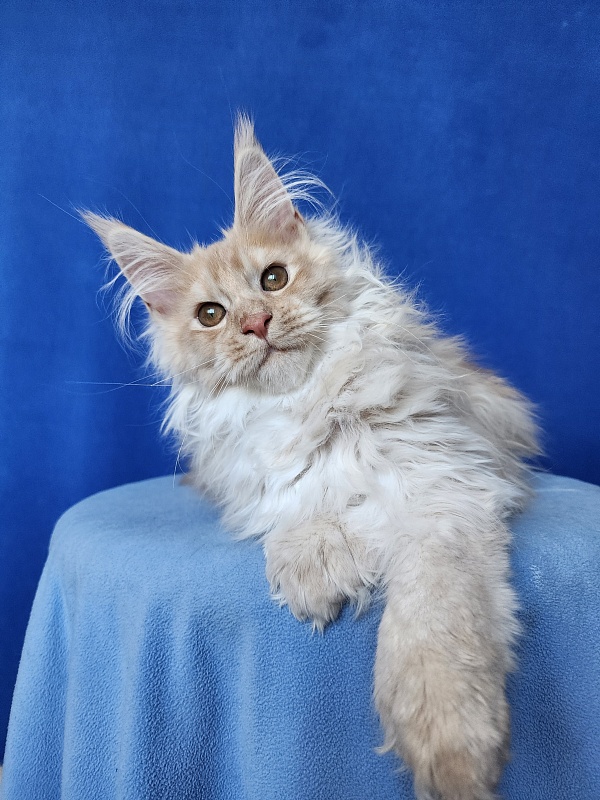 Yaki Cat  Akbars (polydactyl) 66/66 - Kitten maine-coon 3 months 3.5 weeks