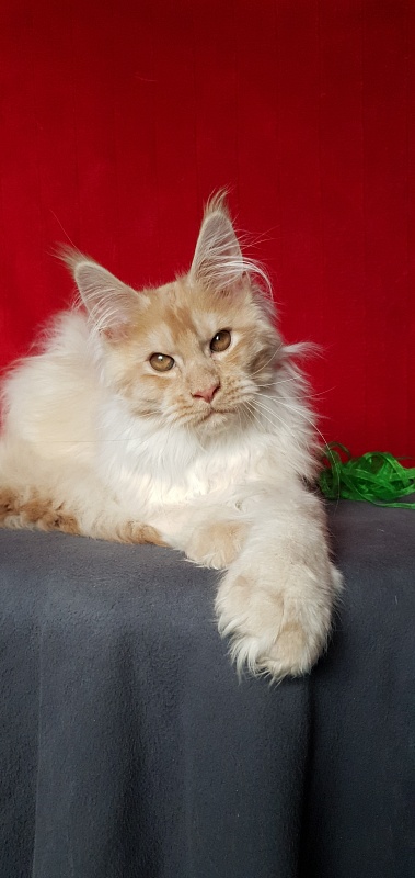 Yaki Cat  Akbars (polydactyl) 66/66 - Kitten maine-coon 4 months 1 week