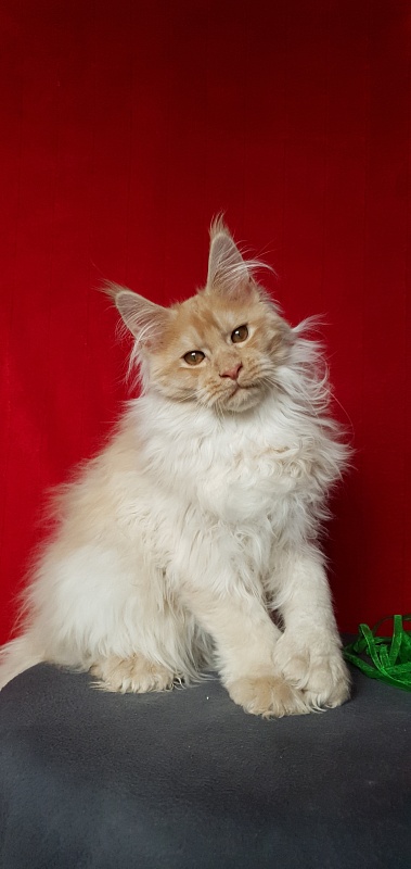 Yaki Cat  Akbars (polydactyl) 66/66 - Kitten maine-coon 4 months 1 week